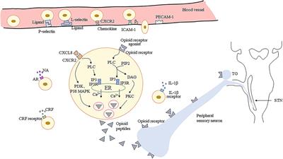 Peripherally Acting Opioids in Orofacial Pain